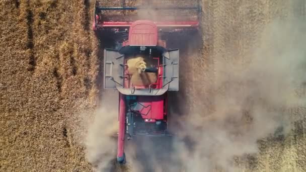 Aerial Drone View Combine Working Large Golden Wheat Field — Stock Video