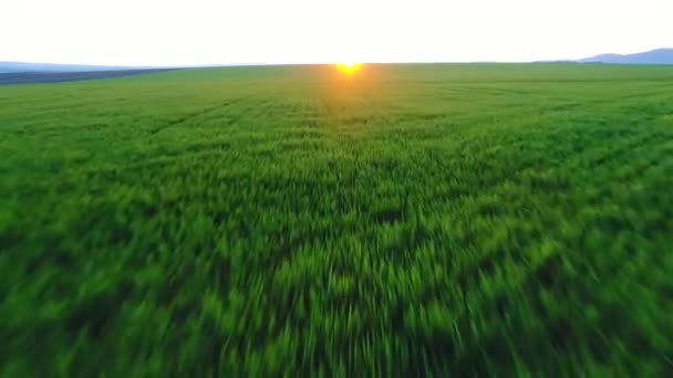 Campo Verde Cielo Azul — Vídeo de stock