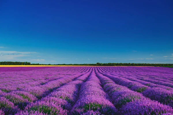 Flor Lavanda Floreciendo Campos Perfumados Filas Interminables — Foto de Stock