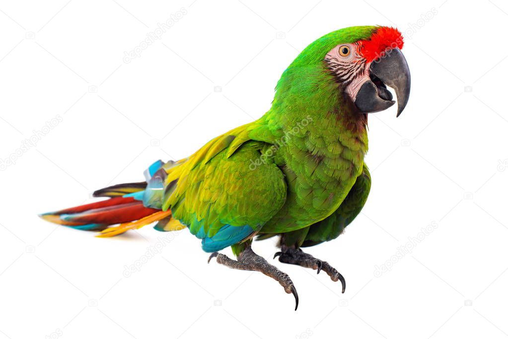 Macaw Parrot bird isolated on white background