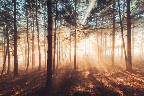 Sun Beams Pour Trees Foggy Forest — Stock Photo, Image