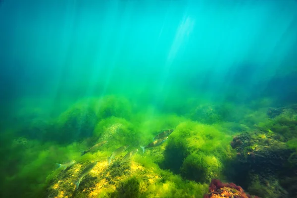 Citra Bawah Air Ikan Kecil Berenang Laut — Stok Foto