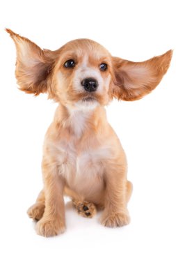 Cocker Spaniel köpek, üzerinde beyaz izole. Küçük şirin köpek.