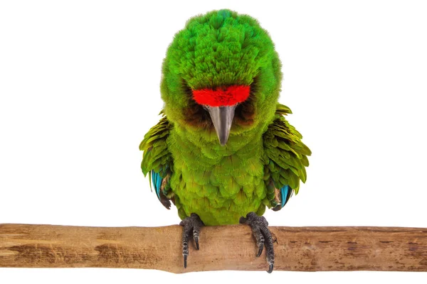 Pájaro Loro Guacamayo Aislado Sobre Fondo Blanco — Foto de Stock