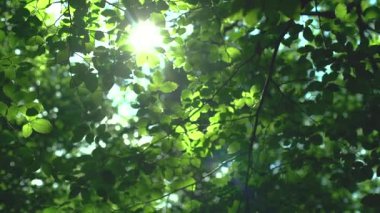 Orman ağaçları yeşil yaprakları ve güneş ışığında parlayan video 