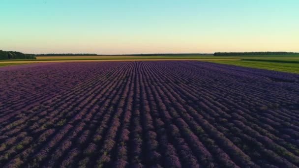 Lavendelfelder Bei Sonnenuntergang Mit Dramatischem Himmel Video — Stockvideo