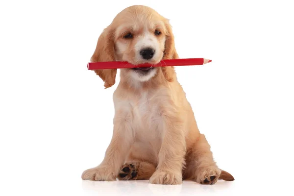 白で隔離 鉛筆でコッカー スパニエル子犬 — ストック写真