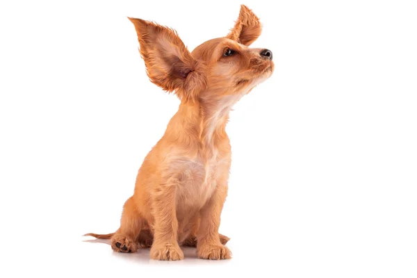 コッカー スパニエルの子犬は 白で隔離 大きな耳を持つかわいい犬 — ストック写真