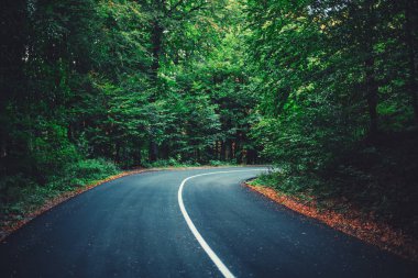 Orman yolu bir sonbahar gününde. 