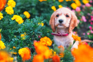 Açık havada bir çiçek bahçesinde oturan mutlu küçük cocker spaniel köpek yavrusu