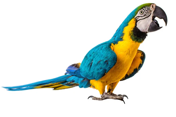 Macaw Papuga Odizolowana Białym Tle — Zdjęcie stockowe