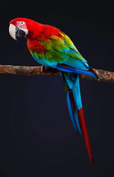 Guacamayo Pájaro Loro Aislado Sobre Fondo Negro — Foto de Stock