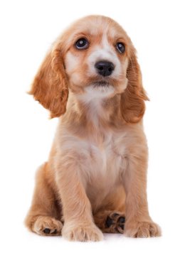 Sevimli küçük köpek beyaz bir arka plan üzerinde izole spanyel