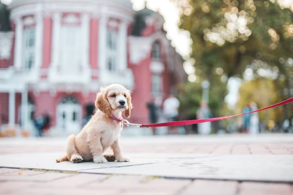 Sevimli Küçük Köpek Onun Evine Varna Bulgaristan Şehir Merkezinde Bir — Stok fotoğraf