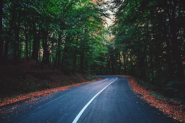 Camino Del Bosque Montaña Día Otoño — Foto de Stock