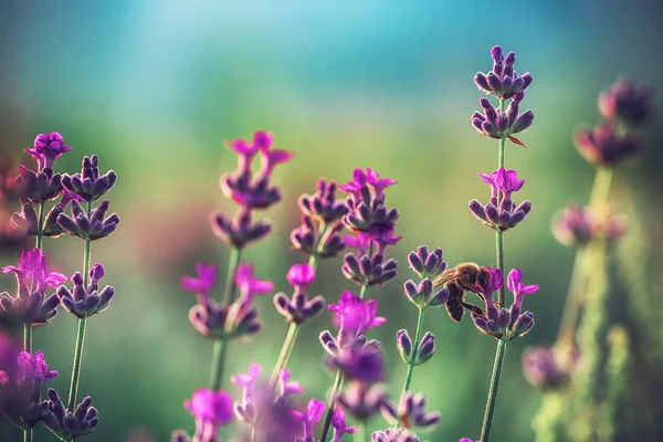 Abelha Uma Flor Lavanda Campo — Fotografia de Stock