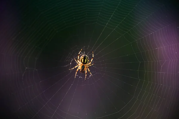 Spider Sul Web Macro Shot — Foto Stock