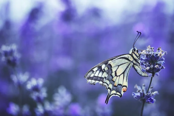 Kwiaty Lawendy Motyl — Zdjęcie stockowe