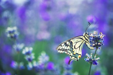 Lavanta çiçekleri ile buterfly.