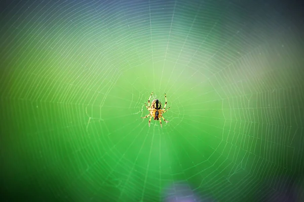 Spider Sul Web Macro Shot — Foto Stock