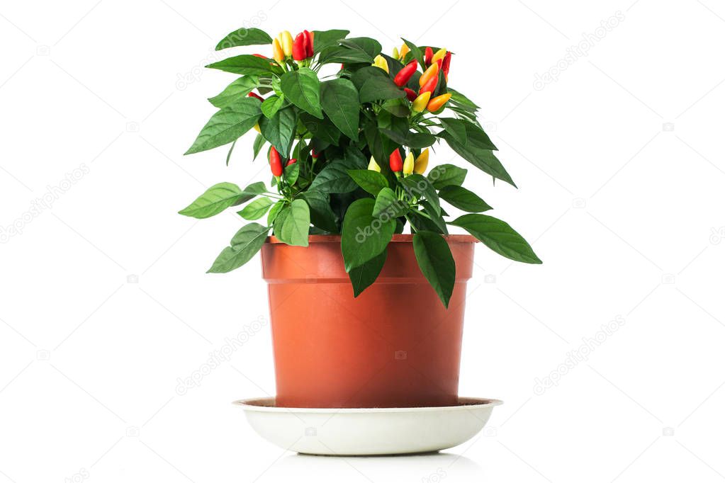 Hot chilli peppers red, orange, yellow on plant in pot isolated on white background.