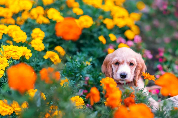 快乐的小猎犬狗狗坐在户外的花园里 — 图库照片