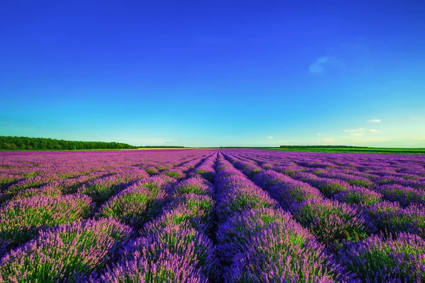 Lavendelbloem Bloeiende Geurende Velden Eindeloze Rijen — Stockfoto