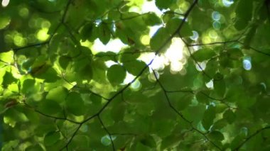 Orman ağaç ve yeşil yaprakları parlak güneş ışığı altında vintage objektif video