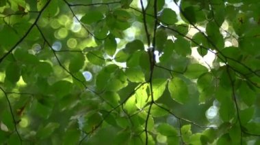 Orman ağaç ve yeşil yaprakları parlak güneş ışığı altında vintage objektif video
