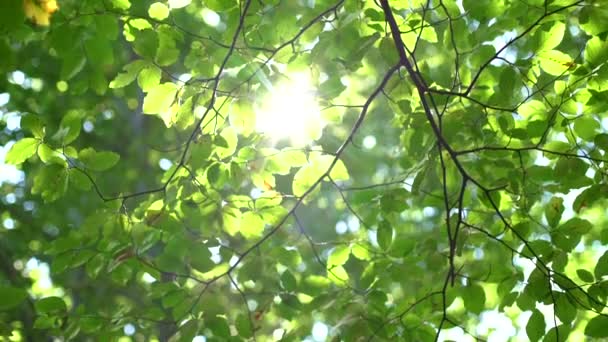 Verde Albero Foglie Nella Foresta Incandescente Alla Luce Del Sole — Video Stock