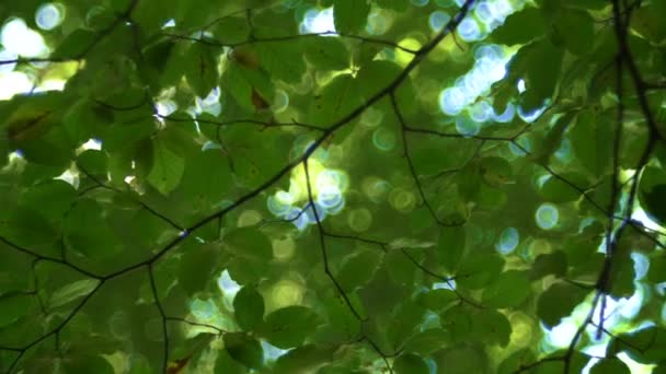 Árbol Del Bosque Hojas Verdes Brillando Luz Del Sol Lente — Vídeo de stock