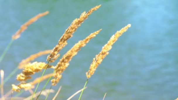 Reed Växter Mot Lysande Sjön Vatten Video — Stockvideo