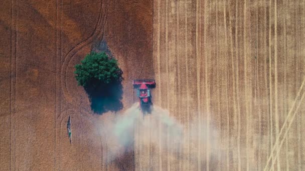 Combina Mietitrebbia Lavorando Sul Grande Campo Grano Campagna Vista Drone — Video Stock