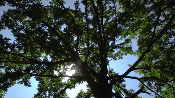 Floresta Verde Árvores Pássaros Cantando Como Fundos — Vídeo de Stock