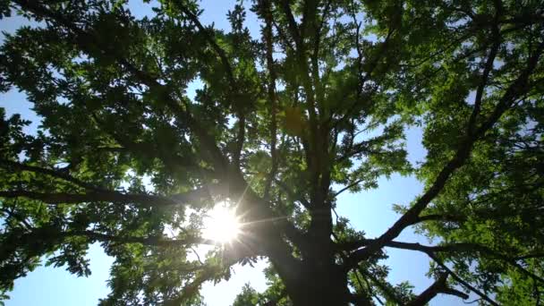 Skogstrær Sollys Grønt Tre – stockvideo