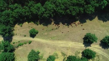 Hep sürünün başında durmak bağ alanları yakınındaki kırsal yeşil mera üzerinde ineklerin havadan görünümü