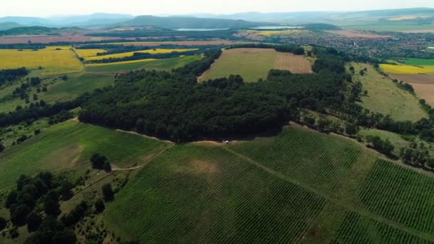 Luchtfoto Drone Uitzicht Landbouwgronden Weilanden Wijngaard Rijen Countyside — Stockvideo