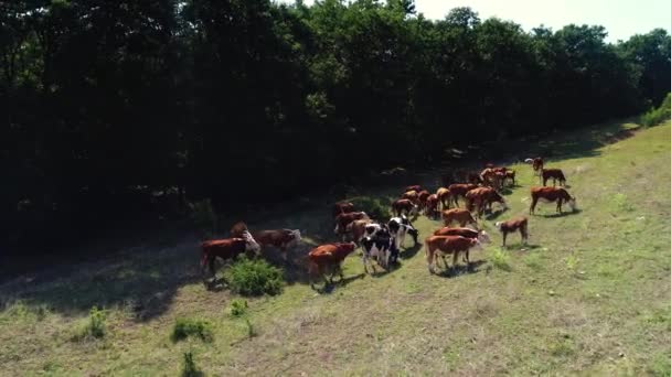 Vista Aérea Vacas Rebanho Pasto Verde Campo Perto Campos Vinha — Vídeo de Stock