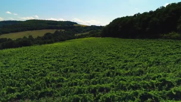 Campos Viñedo Campo Hermoso Video Aéreo Durante Atardecer — Vídeos de Stock