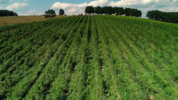 Champs de vignes à la campagne, belle vidéo aérienne pendant le coucher du soleil 