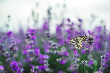 Lavender flowers with butterfly. clipart