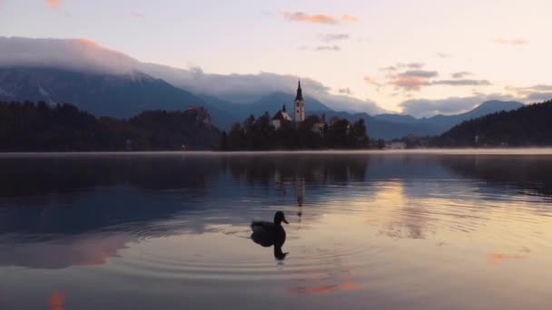 湖布莱德与圣玛丽教堂的假设在小岛上 布莱德 斯洛文尼亚 天鹅在水中 — 图库视频影像