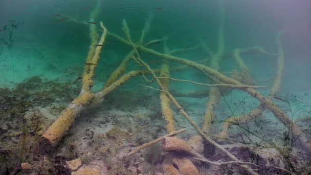 Temiz Gölleri Sonbahar Orman Plitvice Milli Parkı Hırvatistan — Stok video
