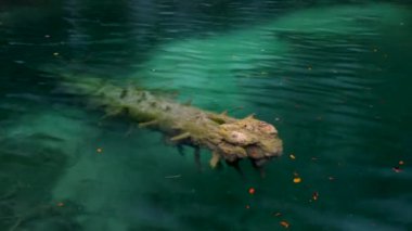 Güzel şelale, göller ve sonbahar orman Plitvice Milli Parkı, Hırvatistan