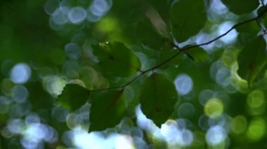 Orman ağaç ve yeşil yaprakları parlak güneş ışığı altında vintage objektif video