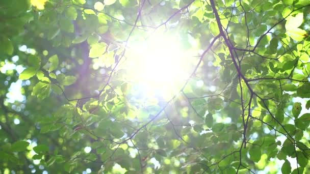 Árbol Del Bosque Hojas Verdes Brillando Luz Del Sol Lente — Vídeo de stock