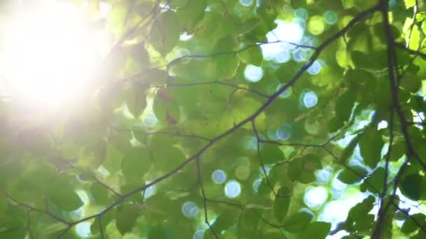森林树和绿叶在阳光下发光 老式镜头视频 — 图库视频影像