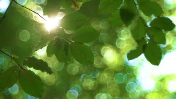 Árbol Del Bosque Hojas Verdes Brillando Luz Del Sol Lente — Vídeos de Stock