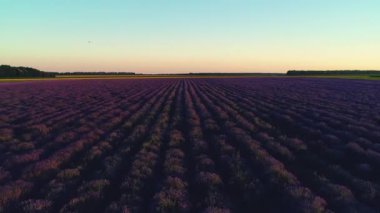 Günbatımı video lavanta alanlar