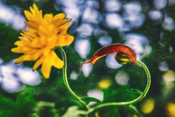 Piękny Piękny Ślimak Kwiat Porannej Rosy Makro Nieostrość — Zdjęcie stockowe